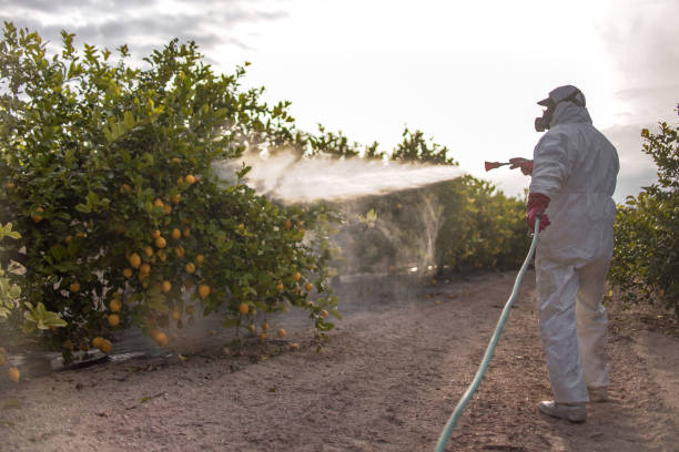 Best Ant Control Services  in Lecanto, FL