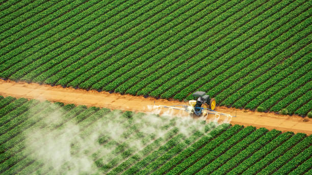 Insect Control in Lecanto, FL