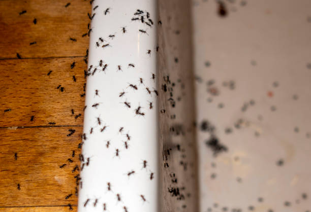 Best Pest Control for Homes  in Lecanto, FL