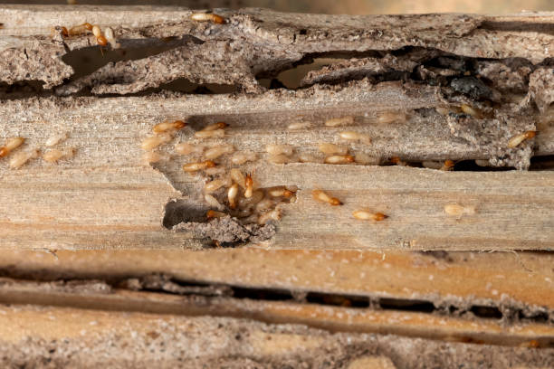 Best Wasp Removal Services  in Lecanto, FL